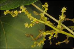 Macaranga indica